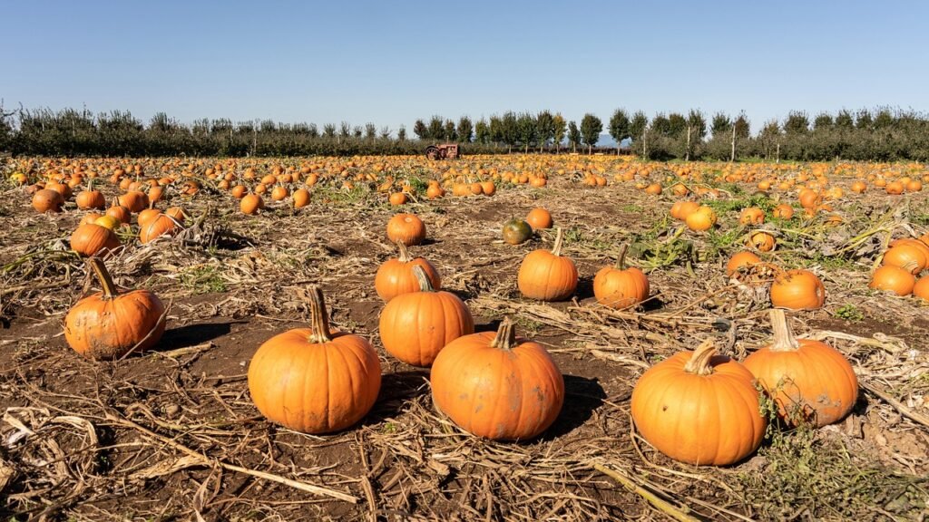 pumpkin, field, patch, autumn, halloween, thanksgiving, orange, harvest, fall, season, vegetables, farm, agriculture, brown vegetables, brown farm, brown field, halloween, thanksgiving, thanksgiving, thanksgiving, thanksgiving, thanksgiving