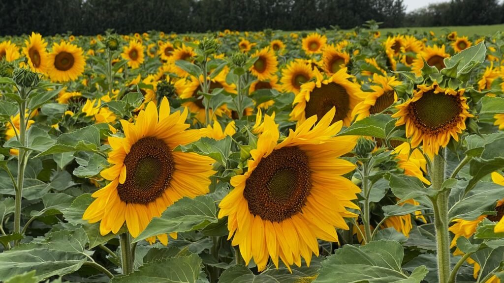 A stunning sunflower field in full bloom during the summer season.