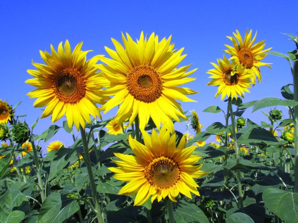 Bright yellow sunflowers blooming under a clear blue sky, showcasing summer's vibrant beauty.